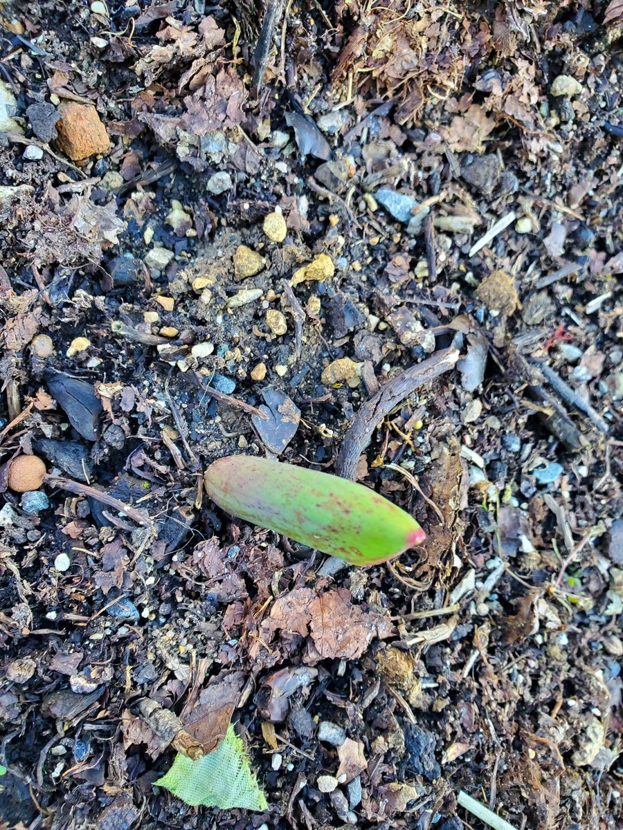 psmsgsayron86's tweet photo. Les #bulbes que nous avions plantés en décembre dans le jardin de l'école commencent à donner naissance à différentes petites tiges et fleurs...🤩
Nous allons venir les observer régulièrement.
#vivant https://t.co/quLYRigcB6