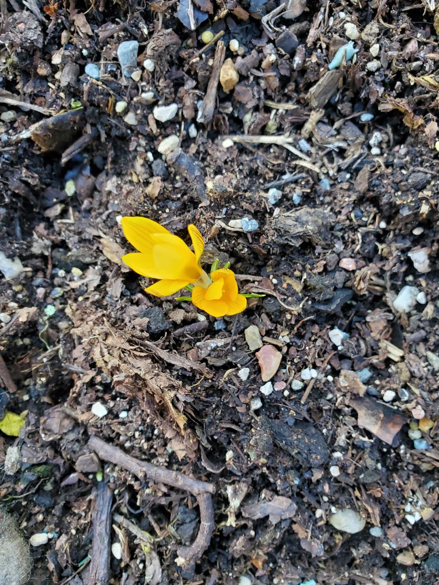 psmsgsayron86's tweet photo. Les #bulbes que nous avions plantés en décembre dans le jardin de l'école commencent à donner naissance à différentes petites tiges et fleurs...🤩
Nous allons venir les observer régulièrement.
#vivant https://t.co/quLYRigcB6