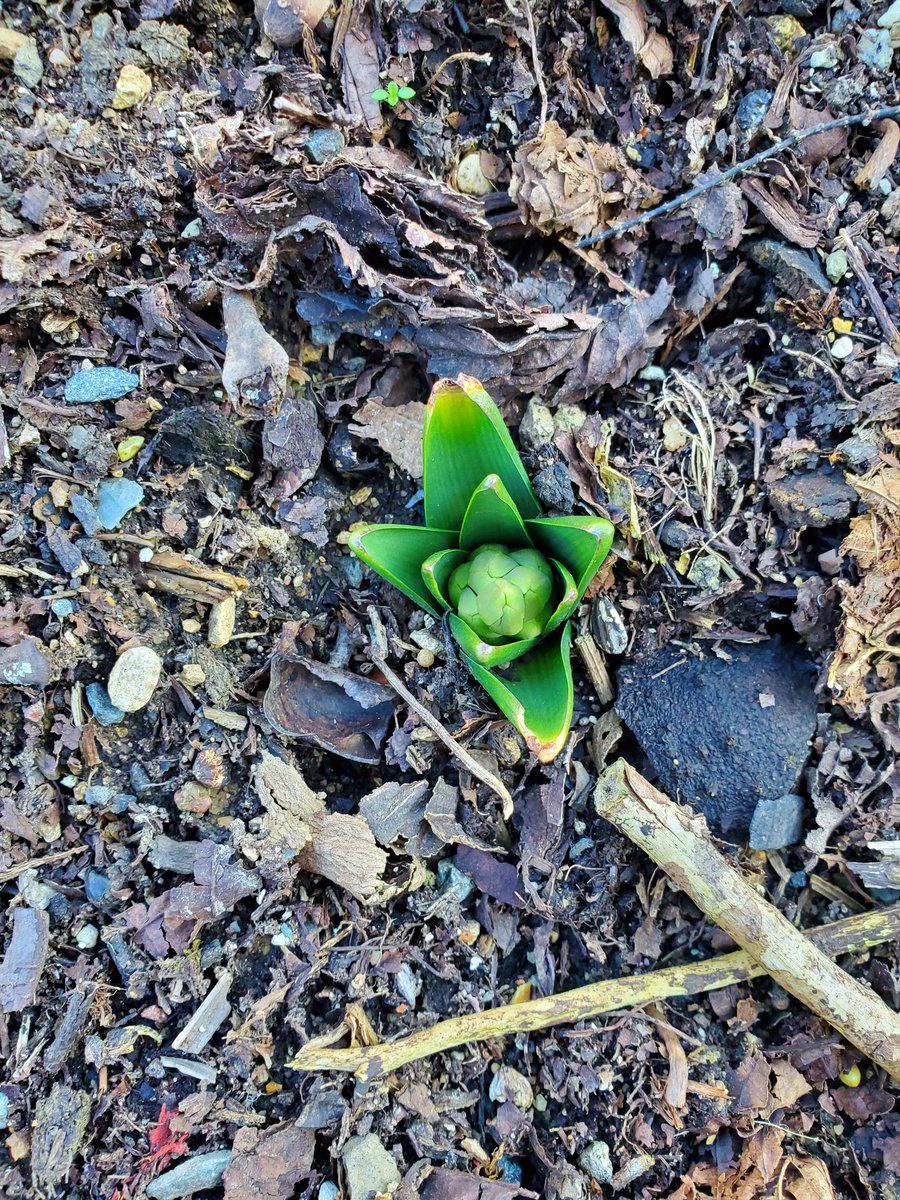 psmsgsayron86's tweet photo. Les #bulbes que nous avions plantés en décembre dans le jardin de l'école commencent à donner naissance à différentes petites tiges et fleurs...🤩
Nous allons venir les observer régulièrement.
#vivant https://t.co/quLYRigcB6