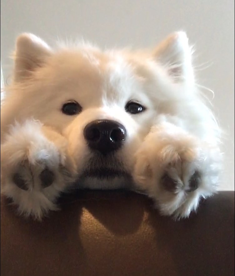 dogs so cute that could save the world (@dogssaveworld) on Twitter photo 