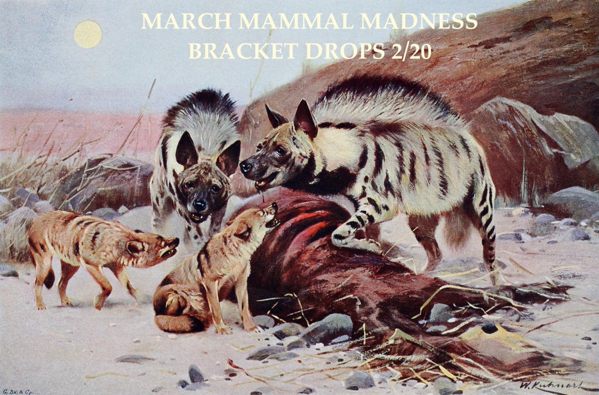 Mammals_Suck's tweet image. EDUCATOR SIGN-UP: All MMMaterials are freely available for all, but educators who sign-up through the form, you will get extra context &amp;amp; guidance (and any necessary patches/communiques) for successfully stewarding #2025MMM with your learners: forms.gle/PciZp9bzTnAMm7…