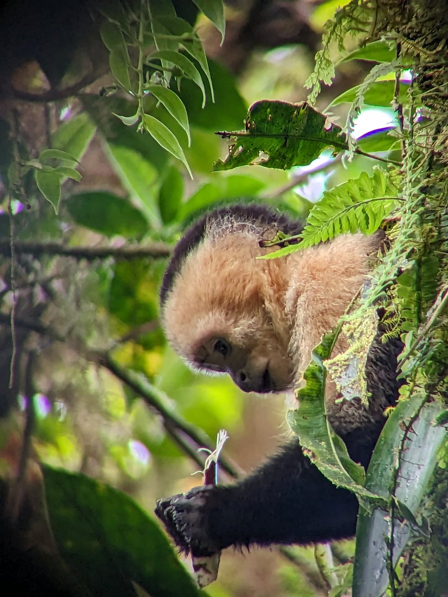 Sending home warm tropical wishes on a cold Minnesota week.
Check out Costa Rica's Monteverde Cloud Forest. I'm hosting the MPR Custom Travel group in Costa Rica this week. These trips are amazing!
Warmer days ahead Minnesota.
#mnwx