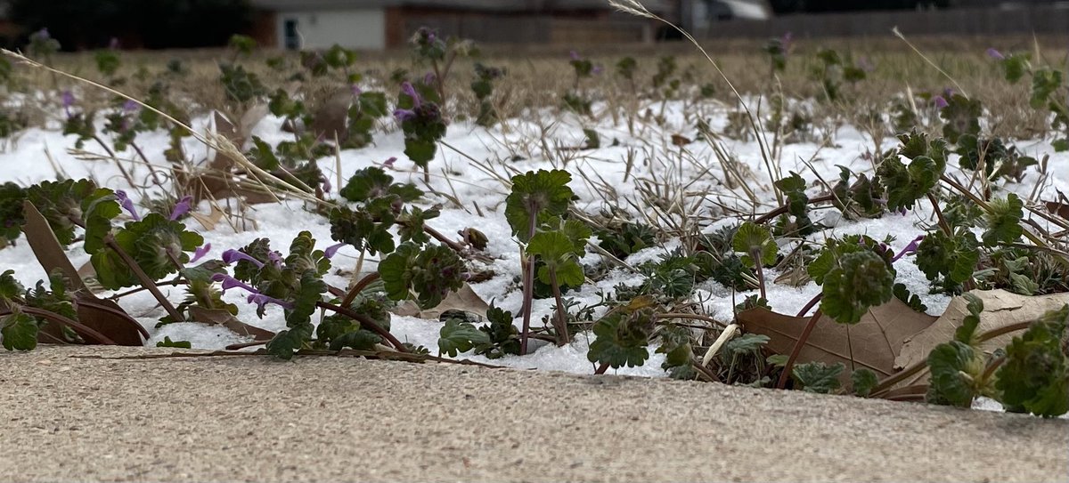 InterstellarLF's tweet image. So many people have been posting snowy yards…we finally got some!