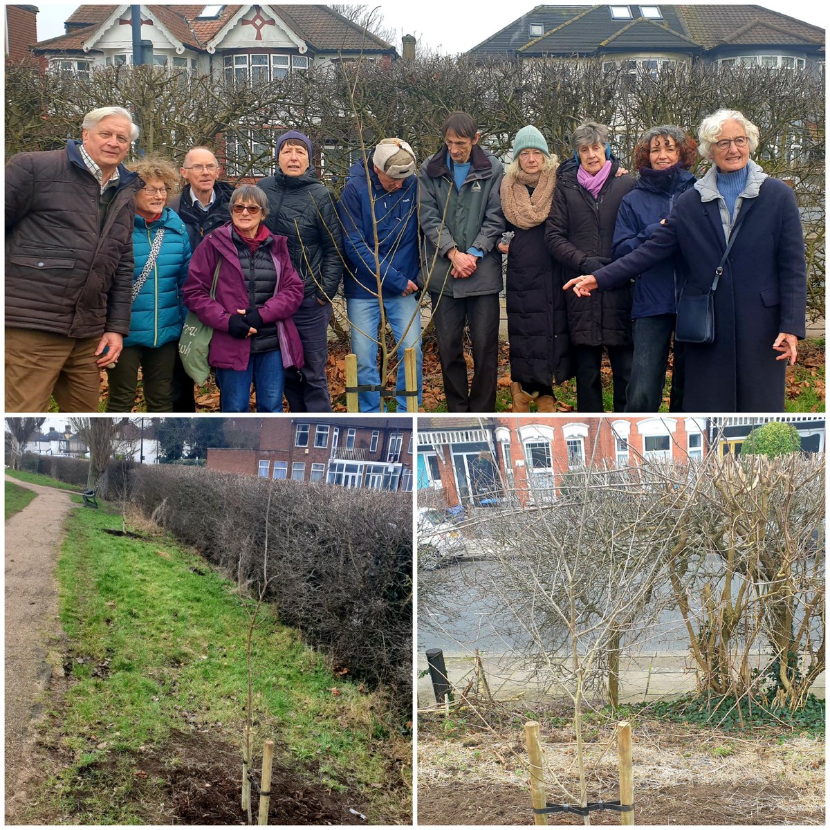 A good number of volunteers from The Friends of Gladstone Park turned out on Saturday to plant ten 'Saporro Autumn Gold' as part of London Elm Week