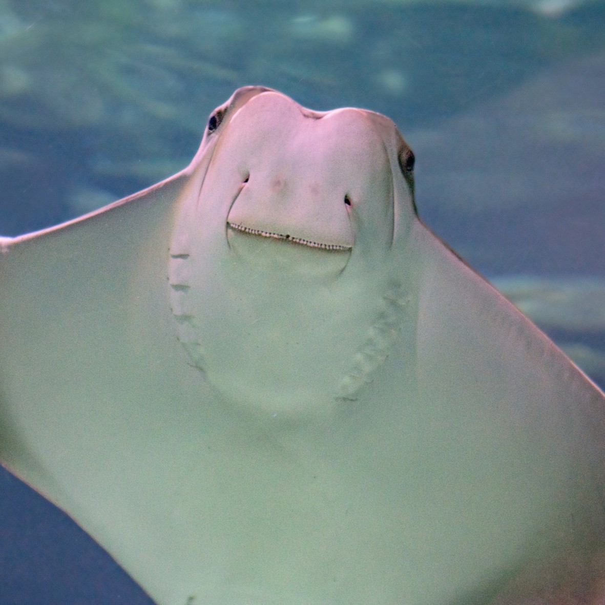 VAAquarium's tweet photo. Please note the Virginia Aquarium will remain closed tomorrow, February 20 due to continued inclement weather. We hope you're staying cozy! 

Photo: a cownose ray swims towards the camera. https://t.co/mfGceIAWAw
