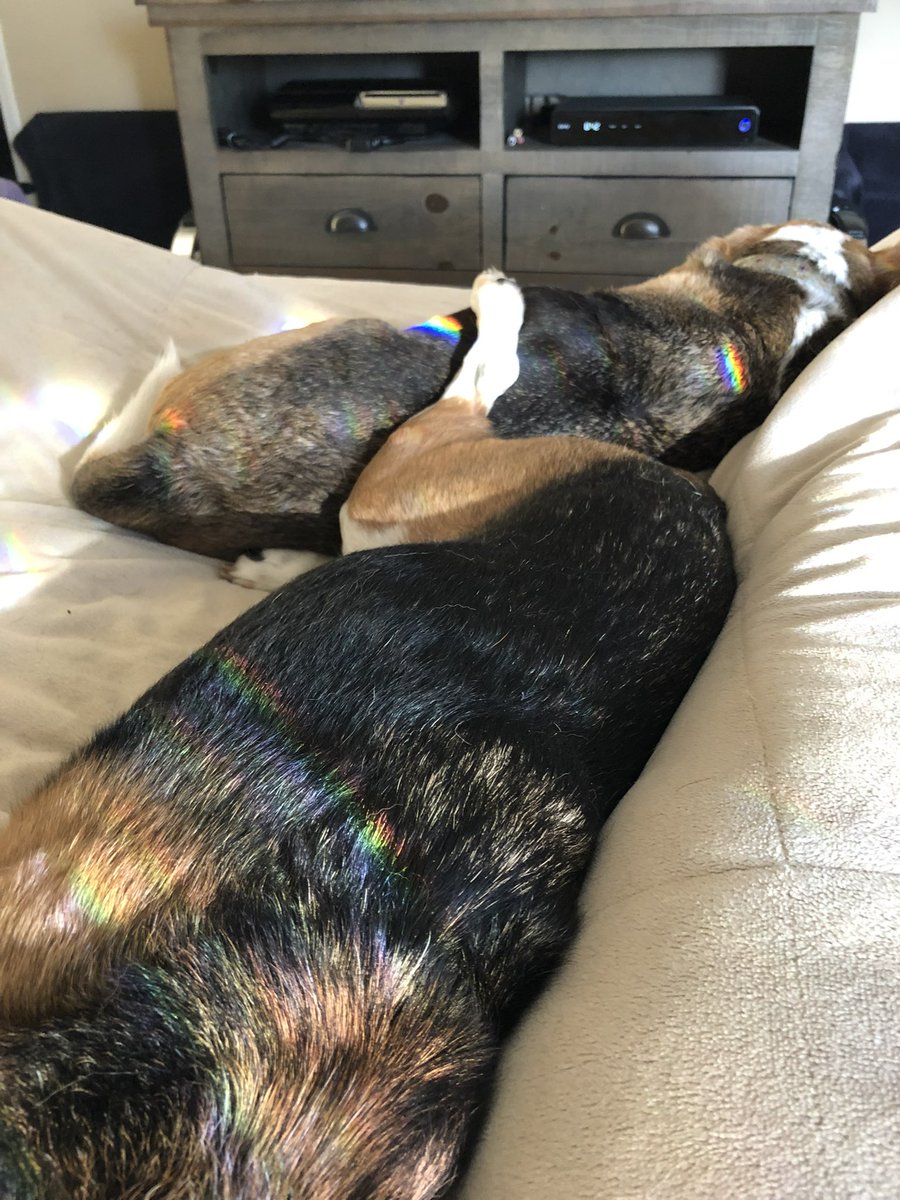 joelproto's tweet photo. @beaglefacts @Nyrocks24 Yes they are! https://t.co/ljmyFFtY4t