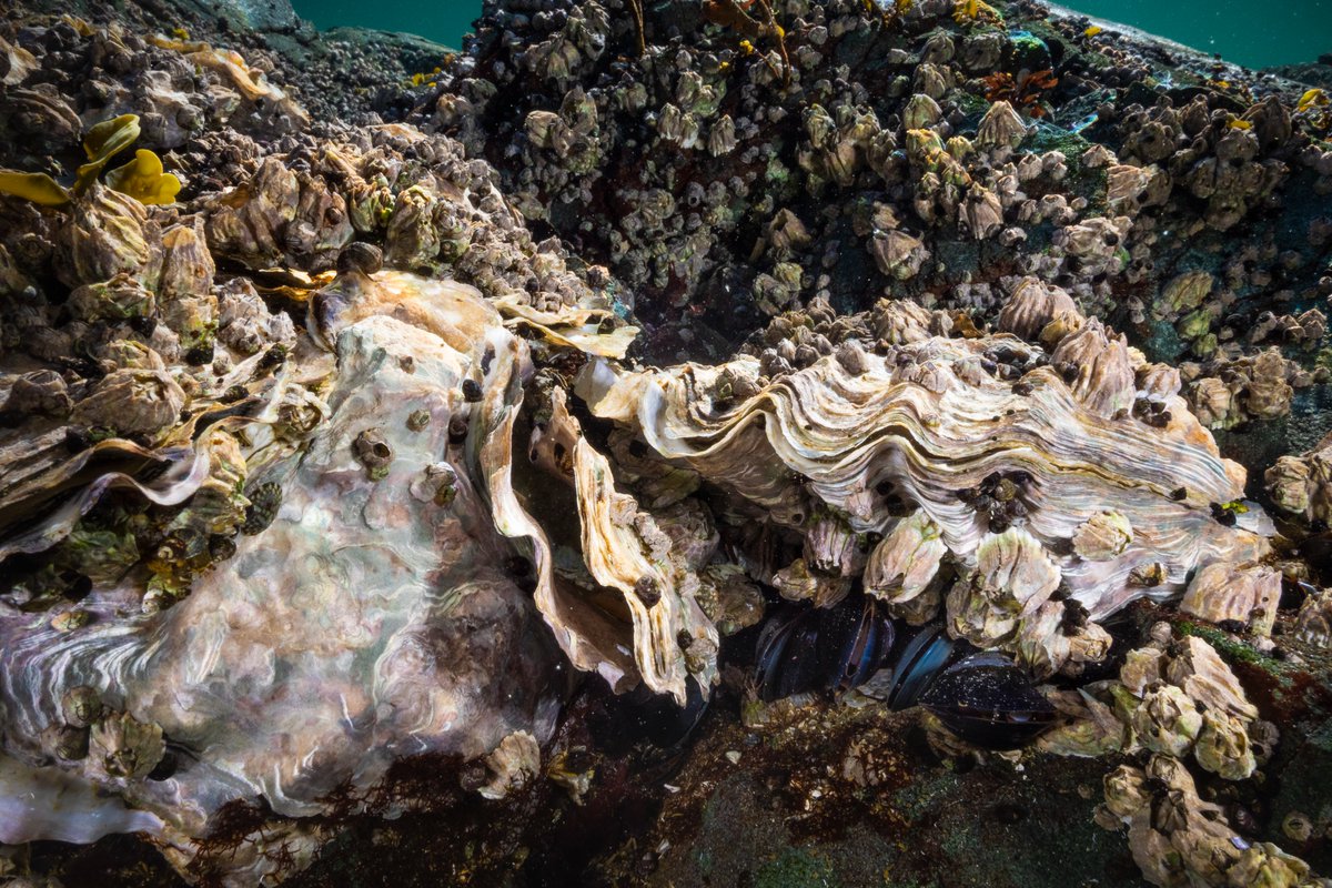 Ocean acidification is threatening marine ecosystems. A new paper in <a href="/Nature/">nature</a> led by Hakai Institute researchers links storm-season intensity to ocean acidification conditions in BC, offering predictive insights for coastal communities &amp; fisheries 🔗 tinyurl.com/3ffunnzc