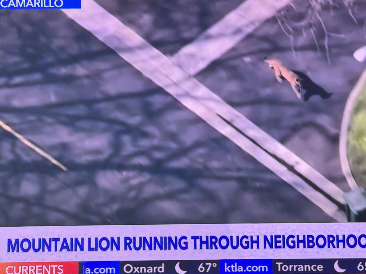 Just got back to LA, where we’ve recently had devastating fires, then rains, and now mountain lions roaming the neighborhoods 😳 Keep your eyes open!