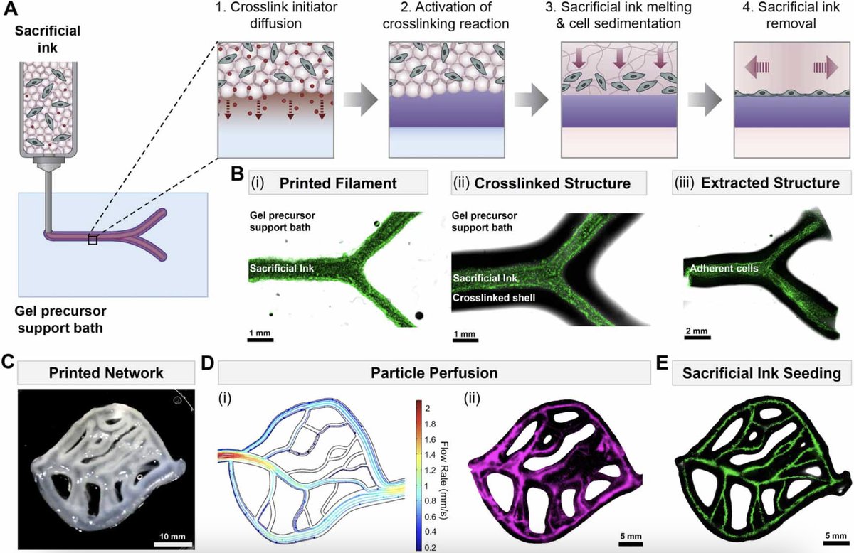 Heilshorn Lab (@heilshornlab) on Twitter photo We are excited to share our new paper introducing a biofabrication strategy that directly generates branched, endothelial cell-lined networks using a diffusion-based, embedded 3D bioprinting approach:
iopscience.iop.org/article/10.108…
Led by <a href="/bettycai02/">Betty Cai</a> in collaboration w/ <a href="/Sungchul_SNU/">Sungchul Shin</a>! We are excited to share our new paper introducing a biofabrication strategy that directly generates branched, endothelial cell-lined networks using a diffusion-based, embedded 3D bioprinting approach:
iopscience.iop.org/article/10.108…
Led by <a href="/bettycai02/">Betty Cai</a> in collaboration w/ <a href="/Sungchul_SNU/">Sungchul Shin</a>!