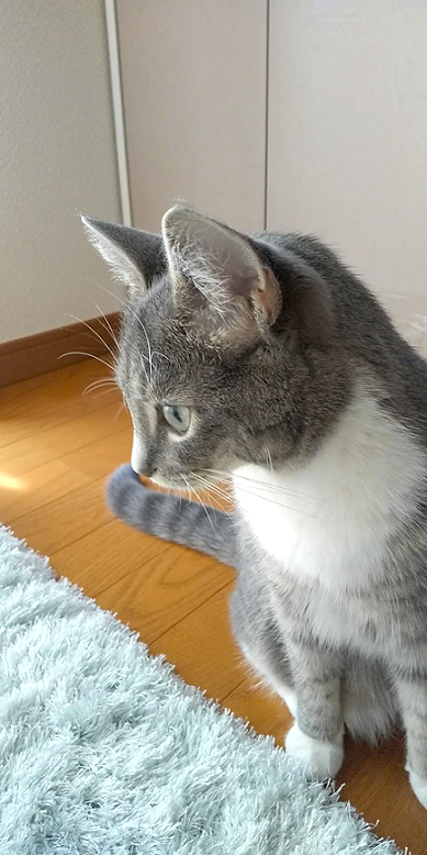 chihari_'s tweet photo. ようやくワタクシの肺炎治って来たと思っていた矢先に
会社で風邪をもらってくる旦那氏(-_-メ)
家で３日間養生後無事私に感染る…☠️
今、年末に戻る振り出し状態です！😾
まる２ヶ月咳き込んでるの流石に疲れた…🫁🫁🫁

#ねこのいる幸せ #猫 #猫好き 
#モフ曜日 #猫の居る暮らし #猫がいる生活 https://t.co/wQB5fgOcYN