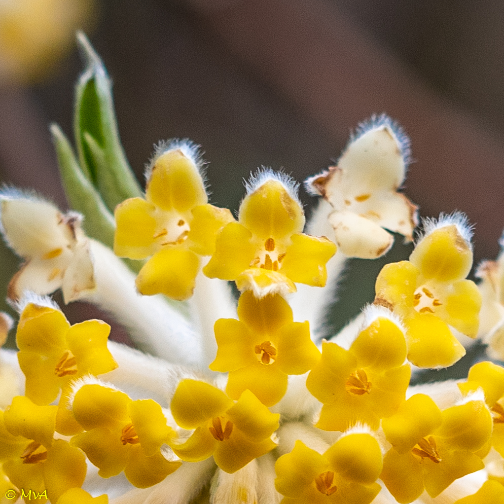 MaartenvanAtten's tweet photo. #Heesters, #winterbloeiers. Een bloem met een hanenkam. #Edgworthia #Edgeworthia_chrysantha. https://t.co/wWmXhOBRcj