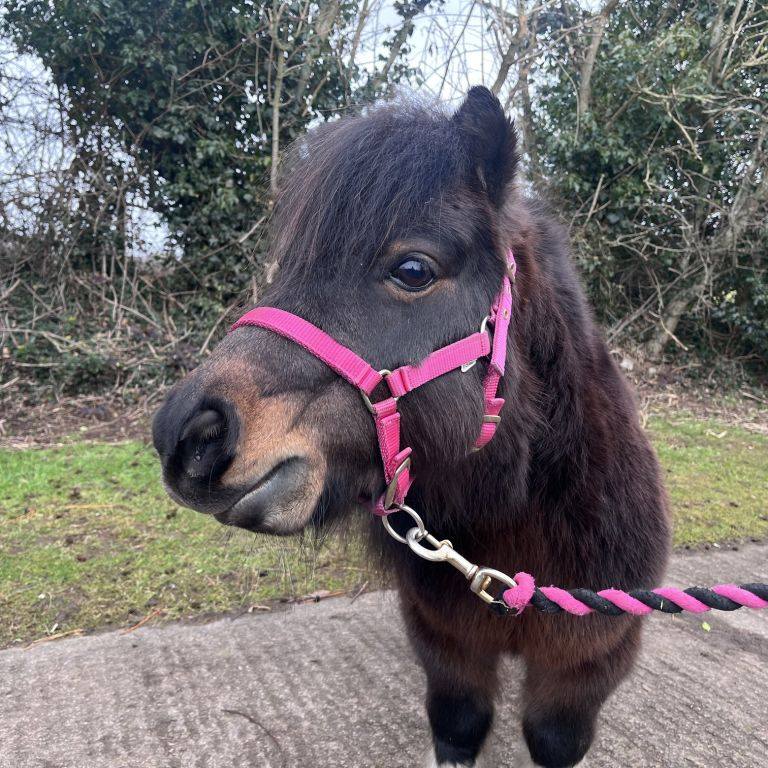 National Equine Welfare Council (NEWC) (@nationalewc) on Twitter photo 🐴 Didi is a sweet & friendly Shetland pony at <a href="/oaktreeanimals/">Oak Tree Animals' Charity</a> looking for a new, loving home!
⚖️🌿 She’ll need careful grazing & diet management
🏡 Could you give her the love & care she deserves?
Find out more 🔗 tinyurl.com/27w4c6x6 or email 📧 Equine@oaktreeanimals.org.uk 🐴 Didi is a sweet & friendly Shetland pony at <a href="/oaktreeanimals/">Oak Tree Animals' Charity</a> looking for a new, loving home!
⚖️🌿 She’ll need careful grazing & diet management
🏡 Could you give her the love & care she deserves?
Find out more 🔗 tinyurl.com/27w4c6x6 or email 📧 Equine@oaktreeanimals.org.uk