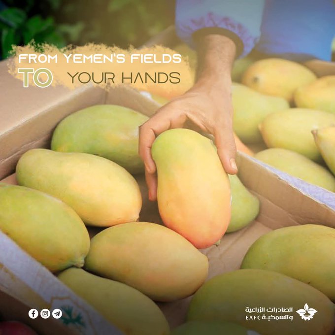 بفضل الله، #اليمن موطنًا لمجموعة متنوعة من أصناف المانجو التي تلبي جميع أذواق الأسواق العالمية.

نتمنى منكم نشر هذه الرسالة وتعميمها للترويج للمنتج الزراعي اليمني الفاخر، المانجو، الذي يتميز بجودته العالية ونكهته الفريدة.

أصناف المانجو اليمني التي يتم تصديرها للخارج:-

1• قلب