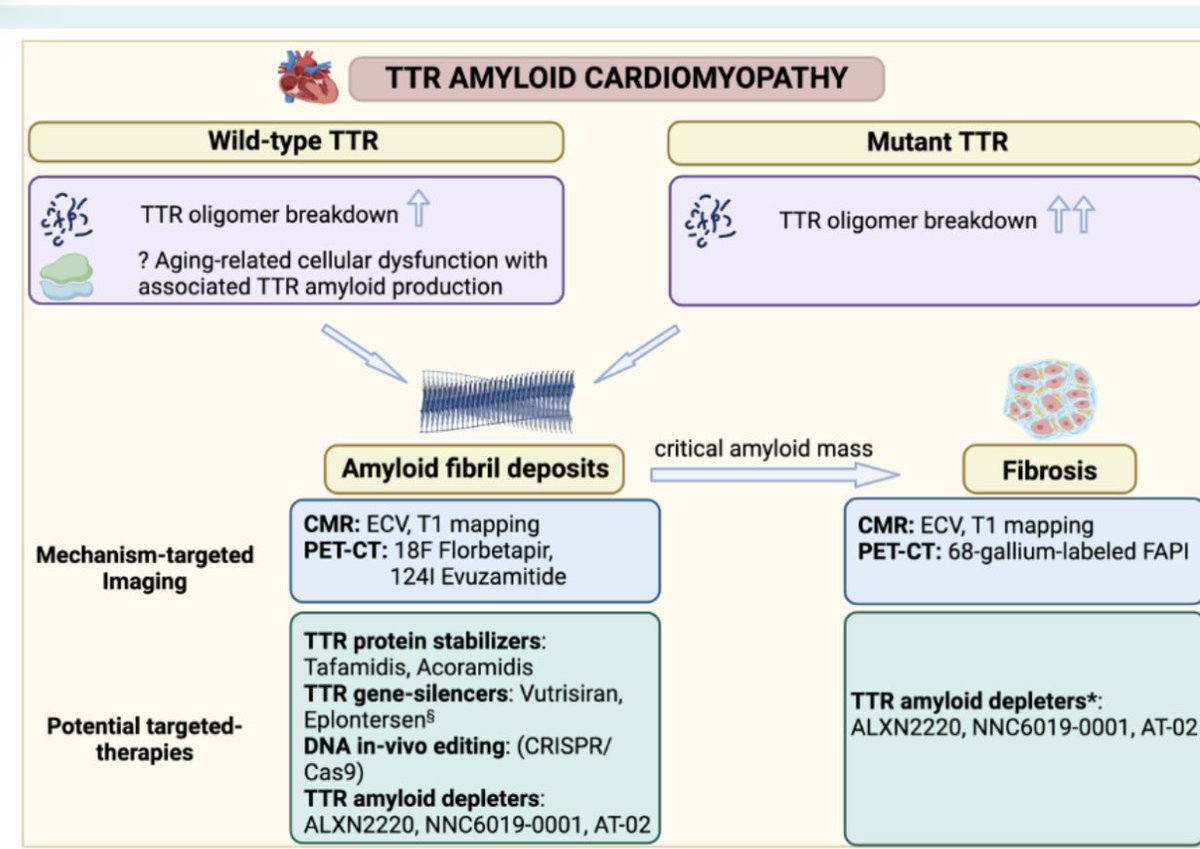 Osnat.Itzhaki (@itzhakiosnat) on Twitter photo Excited to share this thought-provoking viewpoint on the future (present?) of ATTR cardiac amyloidosis therapy led by the incredible <a href="/rodney_falk/">Rodney Falk MD</a> and co-authored by <a href="/sarahcud/">Sarah Cuddy</a>.
#ATTR #amyloidosis #CardioOnc
onlinelibrary.wiley.com/doi/epdf/10.10… Excited to share this thought-provoking viewpoint on the future (present?) of ATTR cardiac amyloidosis therapy led by the incredible <a href="/rodney_falk/">Rodney Falk MD</a> and co-authored by <a href="/sarahcud/">Sarah Cuddy</a>.
#ATTR #amyloidosis #CardioOnc
onlinelibrary.wiley.com/doi/epdf/10.10…