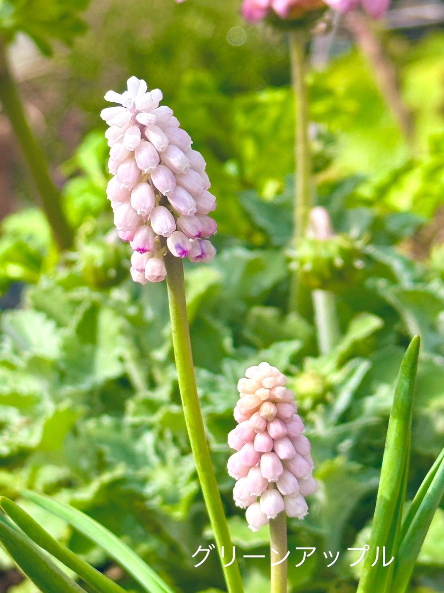 綠意家園 傳遞幸福與善念.mdk