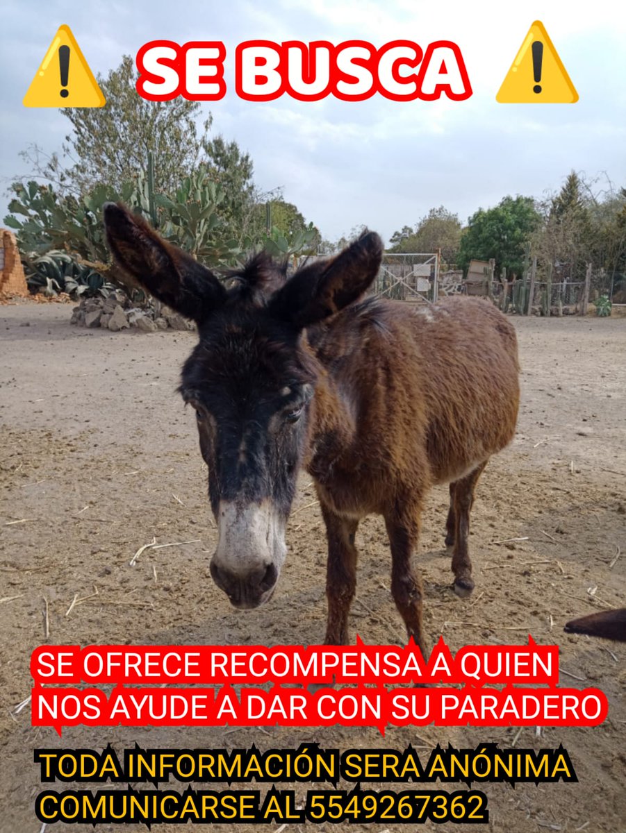 angie_renati's tweet photo. @Burrolandia_mx #NosFaltan2  #JusticiaparaBurrolandia 
 @HilarionCL @Gobierno_Otumba @delfinagomeza @FiscaliaEdomex 
🙌🏻❤️
#NosFaltan2  #JusticiaparaBurrolandia 
 @HilarionCL @Gobierno_Otumba @delfinagomeza @FiscaliaEdomex 
🙌🏻❤️ https://t.co/tJeB9K2ZHo