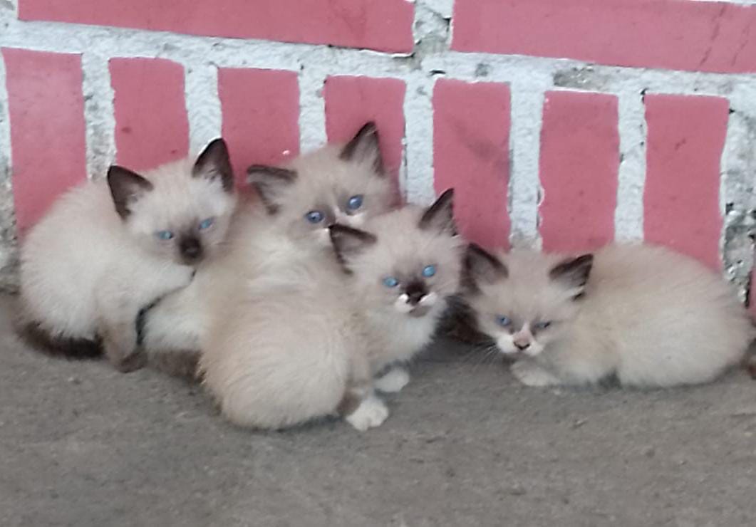 Estos bebes siameses fueron abandonados hoy en la plaza  Andres Bello , si por favor alguien puede rescatarlos ,estan ubicados al lado del cdi ..me mabdarin esta foto pq soy la rwscatusta de la zona pero estoy afuera del pais , se pieden comunjcar conmigo por whatsaap 04242172598