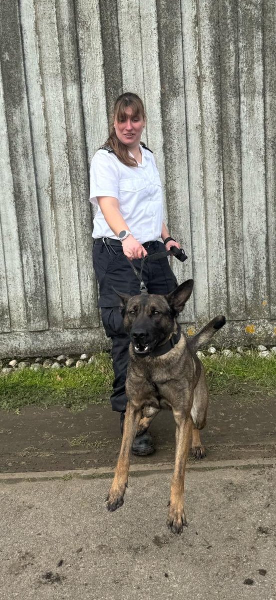 Congratulations to GPD Bella and her handler for passing their initial GP course at <a href="/hmpbelmarsh/">@HMPBelmarsh</a>, this team will be keeping everyone at <a href="/HMPLongLartin/">HMP Long Lartin</a> safe for years to come. Very well done 👏🏼👏🏼👏🏼 #HMPPS #MOJ #WORKINGDOGS