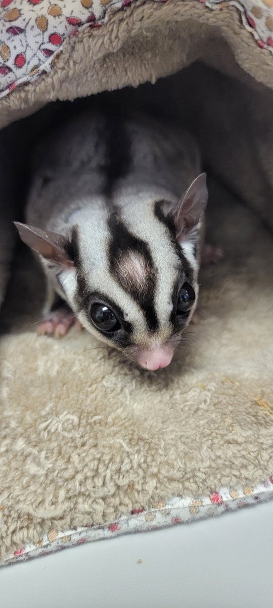 Meet my Sugar Glider, Brisbee!