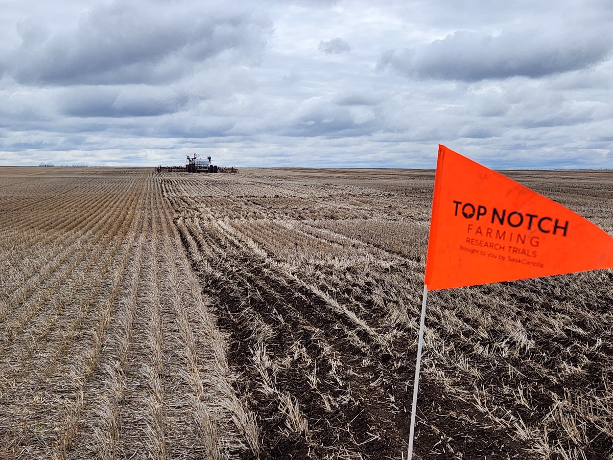 We're recruiting farmers in Saskatchewan to join us as cooperators for the 2025 On-Farm Research Trials.  Gain access to a research specialist or an agronomist to help you every step of the way. Contribute to #AgResearch by signing up here: saskcanola.com/on-farm-resear…