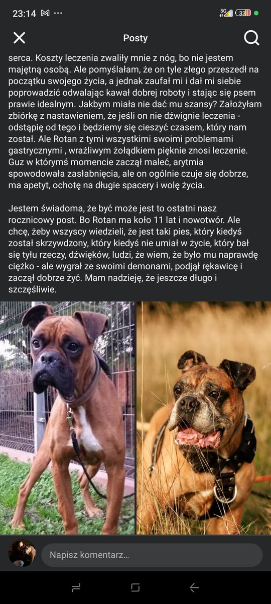 Beataodbokserow's tweet photo. Ma około 11 lat i nowotwór. 
15.02. minęło nam 7 lat razem. To historia skrzywdzonego psa, który bał się tyłu rzeczy, dźwięków,ludzi, gestów, że nawet sobie nie wyobrażam jak było mu trudno - ale zaufał mi, pokonał swoje demony i zaczął żyć dobrym życiem. https://t.co/5MqKcDwmmy https://t.co/H0F21aNIfh
