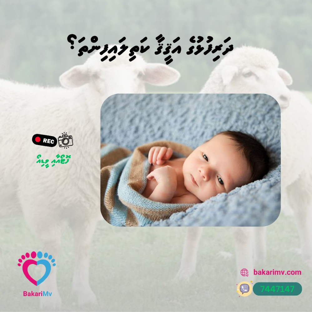 MvBakari's tweet photo. ފޮޓޯއާ ވީޑޮއޯވެސް ލިބޭނެ، إن شاء الله

https://t.co/BVW8m8TN0o
9447147 https://t.co/ziDPsfYYP7