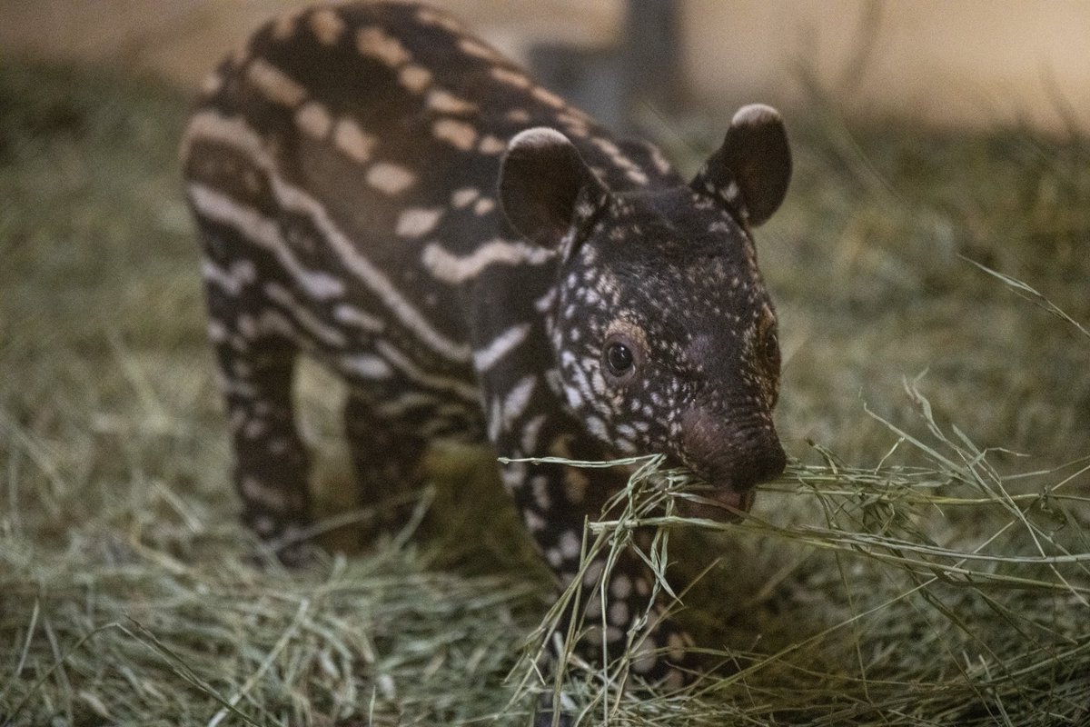 Point Defiance Zoo & Aquarium tweet media