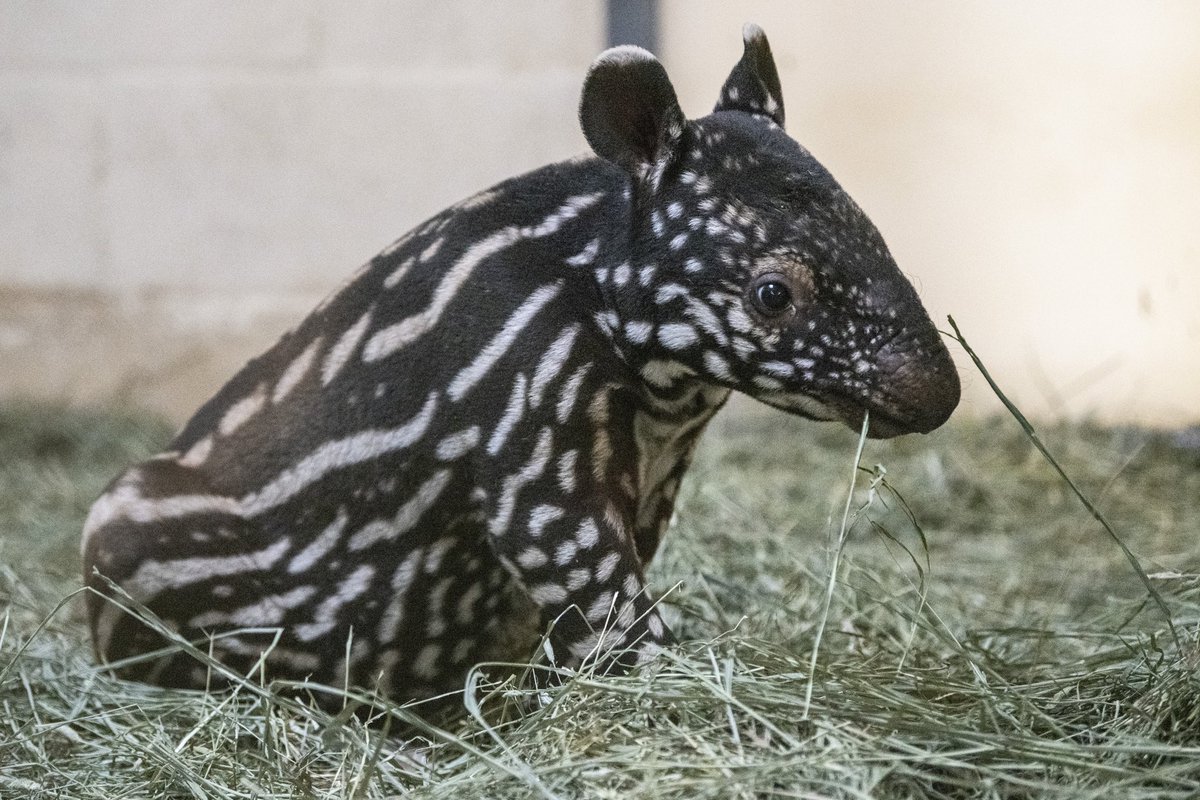 Point Defiance Zoo & Aquarium tweet media