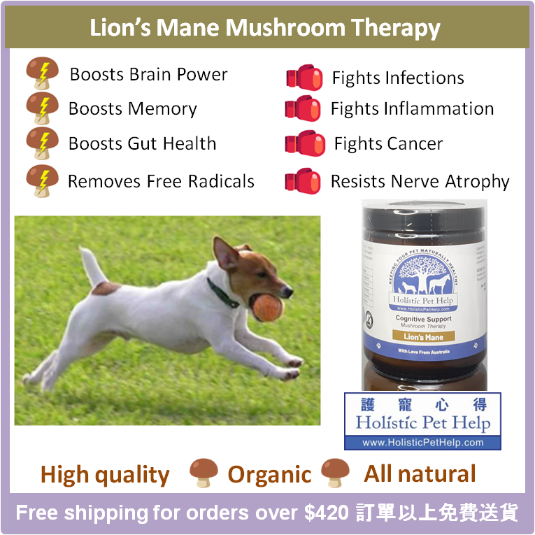 Helps senior pets age gracefully
Promotes healthy brain function
Balances nervous system function
Encourages normal cognitive function
holisticpethelp.com/en/Lion-Mane-M…