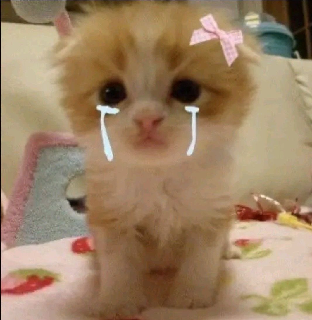 kindessoverload's tweet image. CARI.⠀

This is Moon when y’all don’t give her attention, btw.