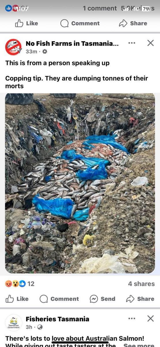 A visual metaphor for your stinking industry Luke Martin and Salmon Tasmania. Ping <a href="/JulieCollinsMP/">Julie Collins</a> <a href="/AlboMP/">Anthony Albanese</a> <a href="/EricAbetzMP/">Eric Abetz</a> <a href="/janiefinlay/">Janie Finlay MP</a> #politas