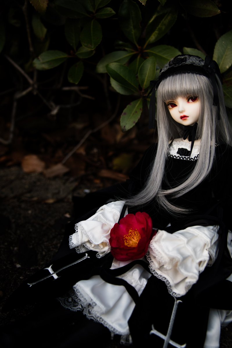sakuyax666's tweet photo. #おはドル　#ドールオーナーさんと繋がりたい #水銀燈　#dolk水銀燈　#suiginto https://t.co/A9V6Ii8xV8
