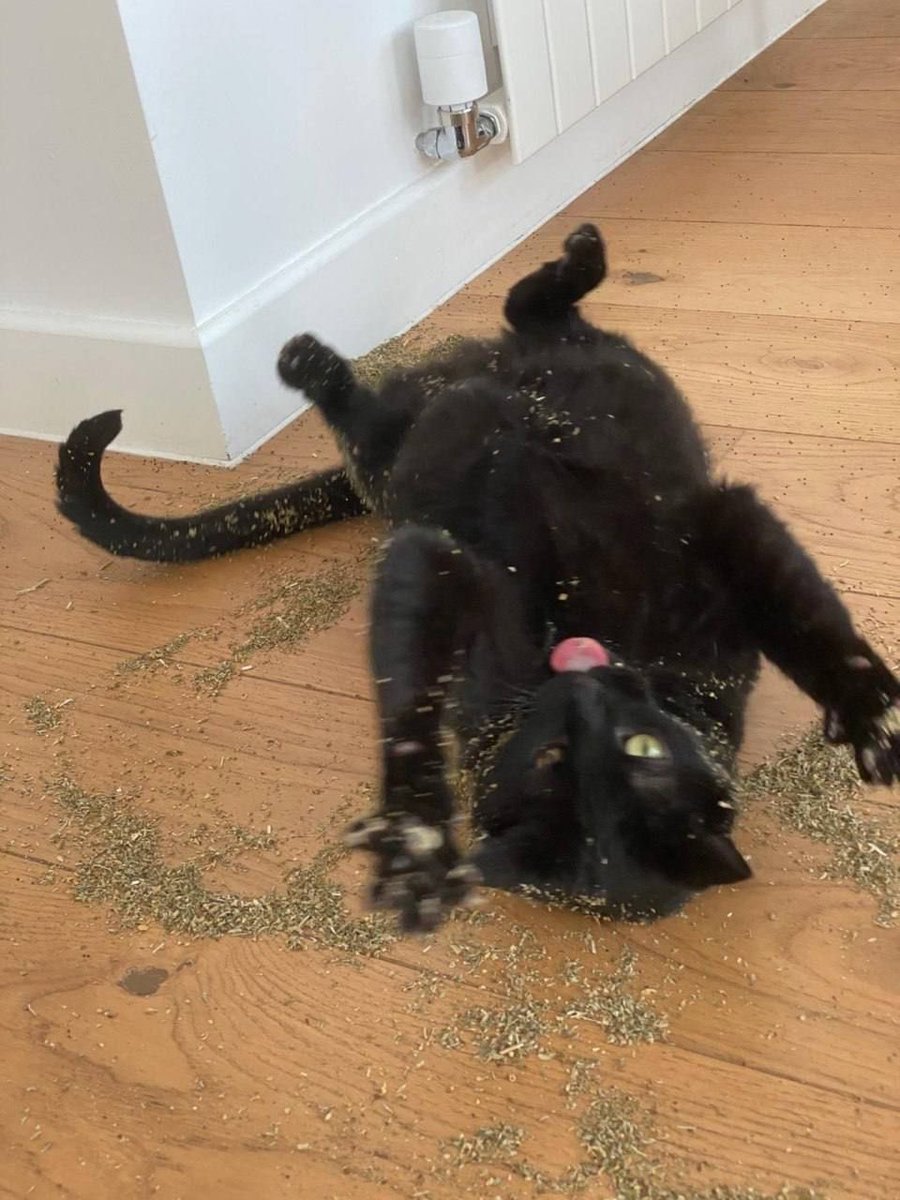 Black cats are not bad luck (@visualscat) on Twitter photo 