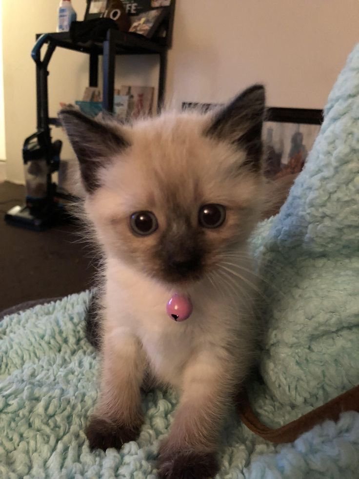 🐕 • <a href="/cinnamongirl01/">Cinnamon Brown</a>
💌 : Shefa, you are truly an angel, and I want to protect you with all my heart, forever. Your kindness and beauty shine so brightly, and I’m so grateful to have you in my life.
💋: <a href="/Nivineeee/">𓊍 نيڤين 𓊍⊬</a> 
now playing ♪: Connexion - Zayn open.spotify.com/track/5euRP53m…