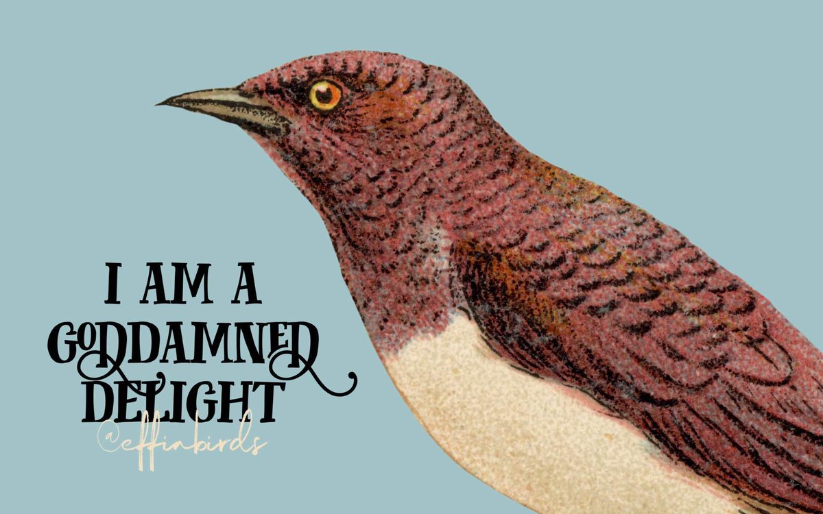 Effin' Birds (@effinbirds) on Twitter photo 