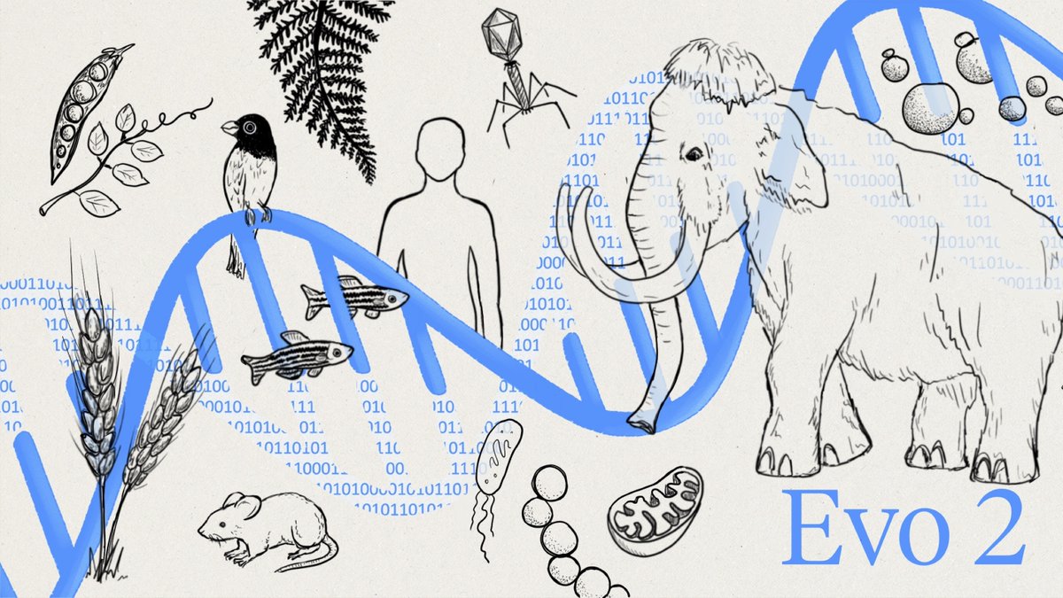 The capabilities of the large language of life models (LLLMs) are rapidly proliferating!
nature.com/articles/d4158… <a href="/Nature/">nature</a> <a href="/ewencallaway/">Ewen Callaway</a> 
arcinstitute.org/manuscripts/Ev… <a href="/arcinstitute/">Arc Institute</a> <a href="/pdhsu/">Patrick Hsu</a> <a href="/BrianHie/">Brian Hie</a> <a href="/garykbrixi/">Garyk Brixi</a> #Evo2
science.org/doi/10.1126/sc…