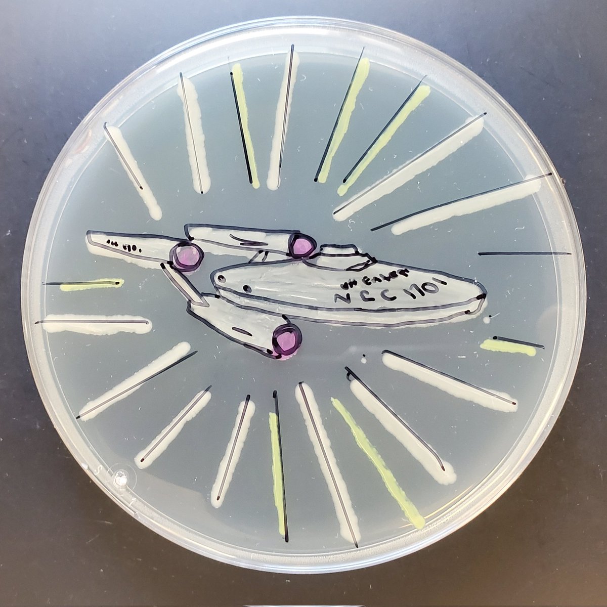 Ella Rotman tweet media