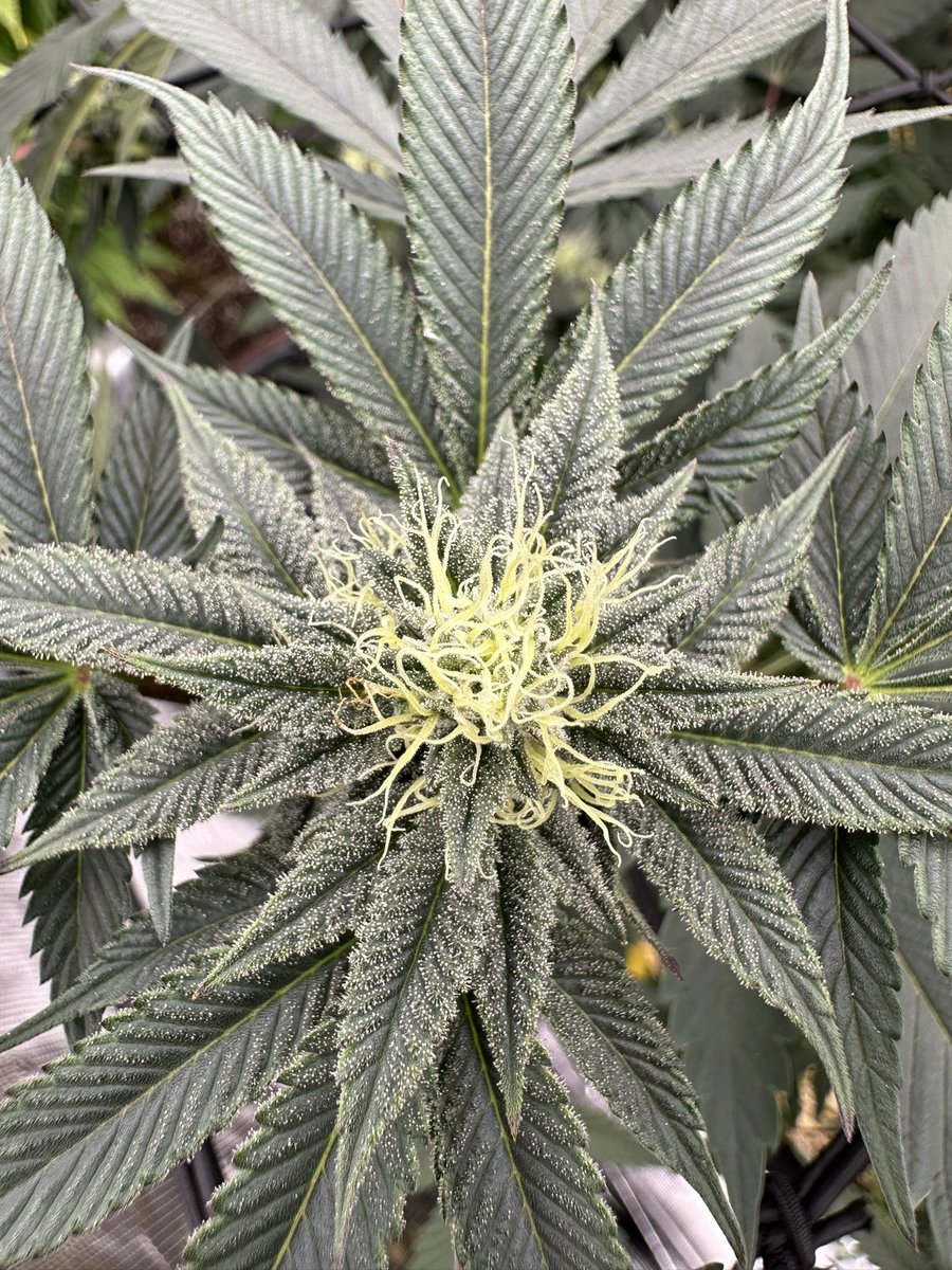 StickyGrams's tweet photo. Starting week 4 of flower 🌺
#growingmarijuana #growyourown #tropcherry https://t.co/x8N5RGWjRR