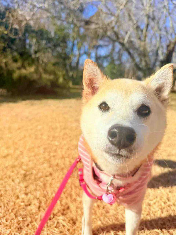 <a href="/brian_armstrong/">Brian Armstrong</a> $Neiro the sister to doge focussed on charity and doing only good everyday 

<a href="/neiro/">Neiro</a> also was granted the IP and support from kabosumama making it one of a kind