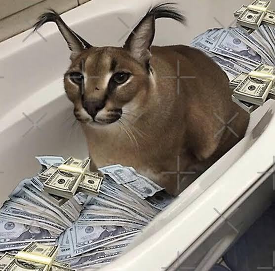 Choncrypt's tweet photo. DKdbDmBZ3WohJfAHkMy8tZcXKbSFBafvp1U4wN5epump

$floppa

Moon dis https://t.co/EJmjJYSvha