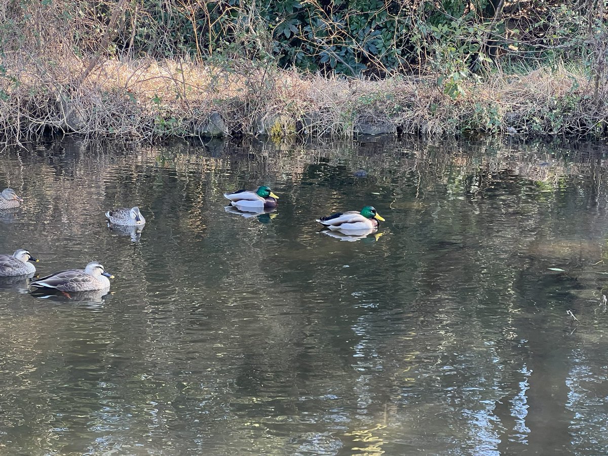 cityrivers11's tweet image. カモ軍団出陣！！ plaza.rakuten.co.jp/cityrivers/dia… #r_blog