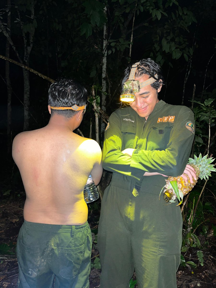 orangutan_COP's tweet photo. Lah, dia malah tidur. Mau disusul ke atas, ya ampun itu pohon tinggi banget! Gak ada yang berani manjat. Jadinya, dia bermalam deh di sekolah hutan.
Menurut kamu, Devi dilepasliarkan aja atau gimana? Setiap kali jadwal sekolah hutannya dia, #animalkeeper ketar-ketir 😜 https://t.co/2sbT9PXXsN
