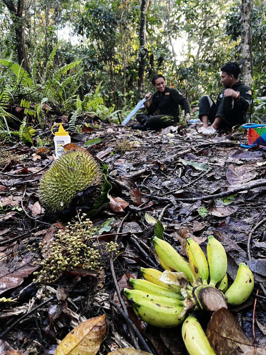 orangutan_COP's tweet photo. Lah, dia malah tidur. Mau disusul ke atas, ya ampun itu pohon tinggi banget! Gak ada yang berani manjat. Jadinya, dia bermalam deh di sekolah hutan.
Menurut kamu, Devi dilepasliarkan aja atau gimana? Setiap kali jadwal sekolah hutannya dia, #animalkeeper ketar-ketir 😜 https://t.co/2sbT9PXXsN