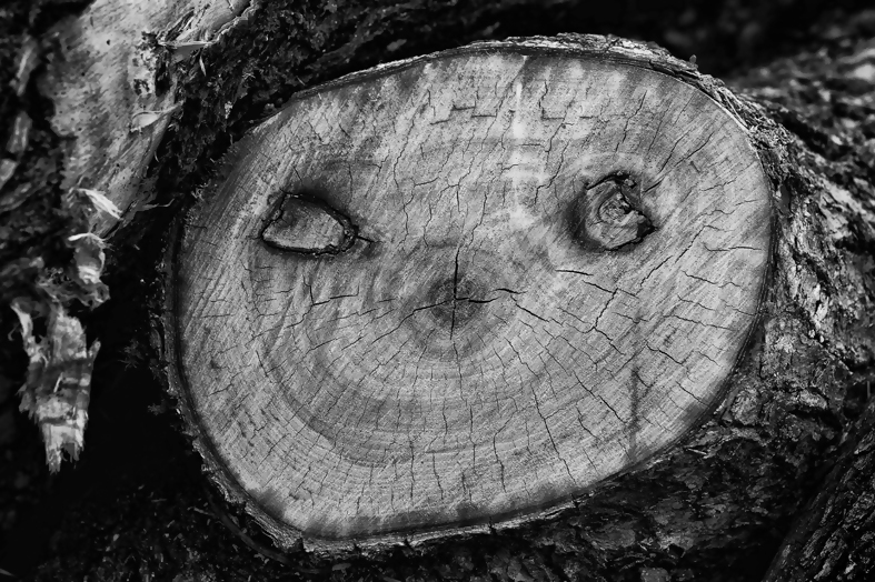 第30回えひめ森林林業写真コンクール
【入選賞】
『フェイス』
樋口　良夫　様

#愛媛の森林基金
#写真コンクール