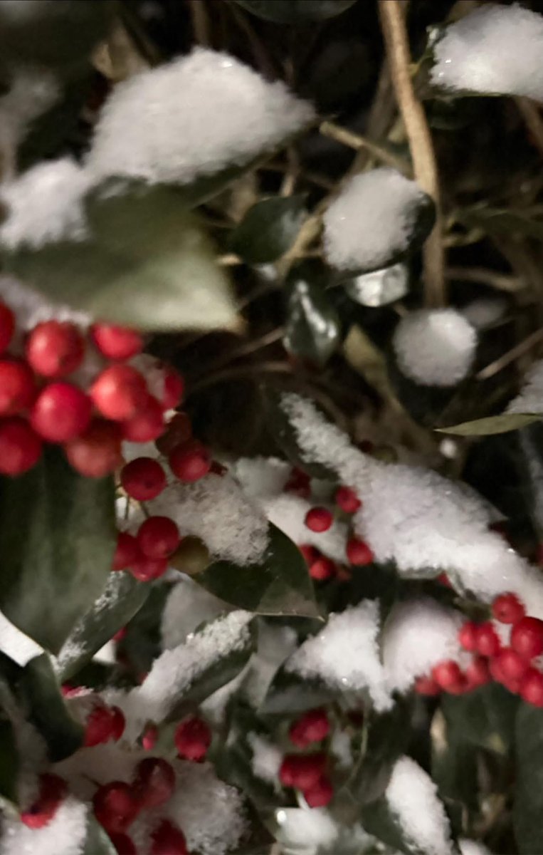 Tammy_gunter2's tweet photo. It’s SNOW PRETTY ❄️❄️… and still Snowing❄️
#snow2/19/2025
#dukeenerywife
#homesweethome
Fuquay Varina @katcampbellwx https://t.co/QRBlr53xdi