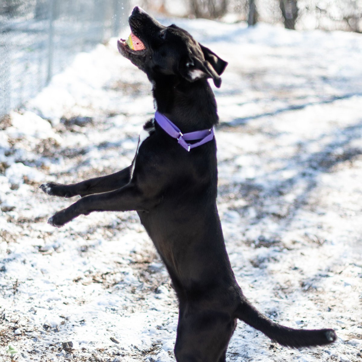sfadopt's tweet photo. Hey there, I’m Christopher! I’m a certified good boy, a professional kisser, and a fetch expert! I need a family who will give me the stimulation and love I crave. Looking for a fun, affectionate, and smart pup to brighten your days? I think we’d make the perfect team. https://t.co/lVPMe5tQ8k