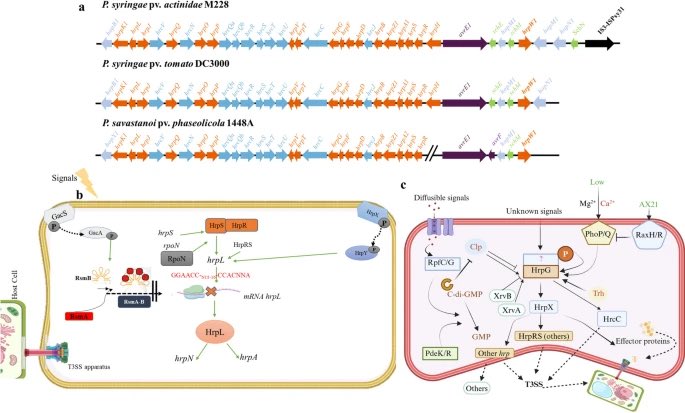 Phytopathol Res tweet media