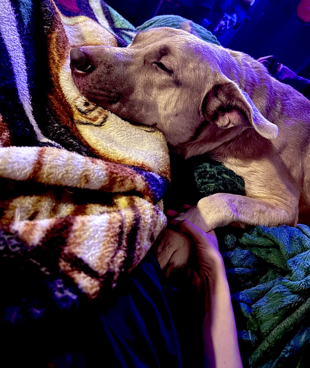 _comitissa's tweet image. My ride or die