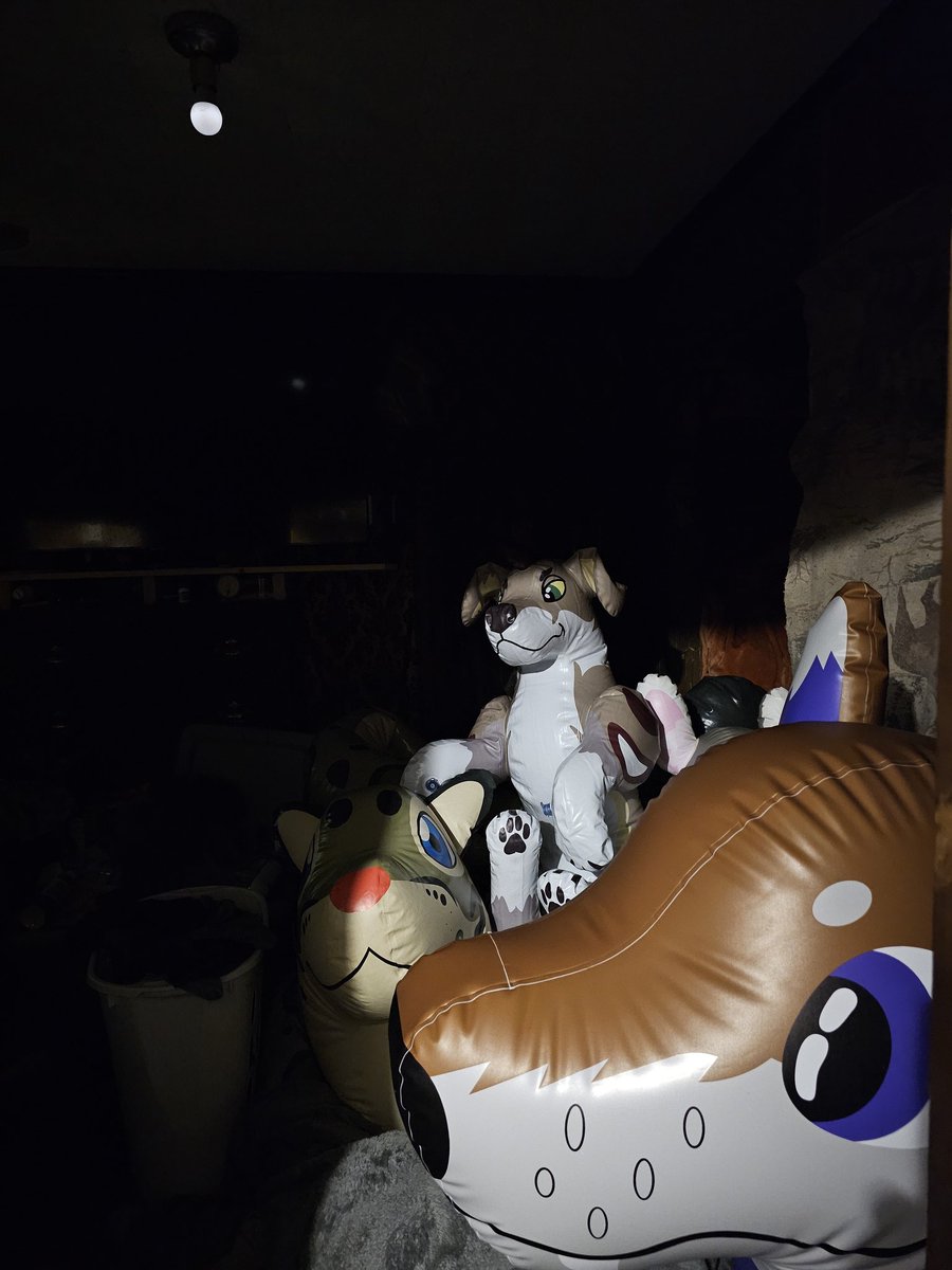 Donutseads's tweet image. Say Hi to our newest family member, Boomer