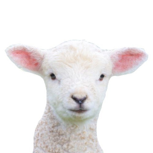 LAMBILLIONARE's tweet photo. LAMBILLION

DEV BURNED ALL TOKENS ✅️

DEX BOUGHT AND BOOSTED ✅️

JEETS OUT ✅️

YOU CANT SPELL LAMBO WITHOUT $LAMB 

LAST THING @barstoolsports GO FUCK YOURSELF

Cm4CGaHeHGwnrXm6nruHnBFVXB3Loo1TUeuYp6uKpump https://t.co/bzvBWHLF32